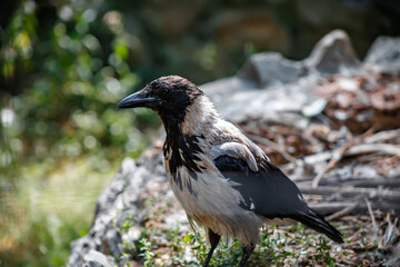 A big crow. A wild bird. Predatory look.