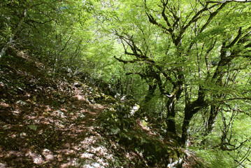 Obraz premium Griechenland - Zagoria - Vikos Schlucht - Wanderweg