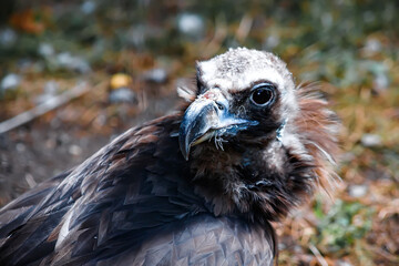 A big bird in the zoo. Photo of the vulture. animals in captivity.