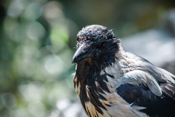 A big crow. A wild bird. Predatory look.