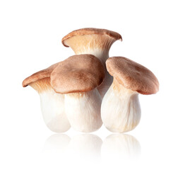 Royal oyster mushrooms (Pleurotus eryngii) on a white background