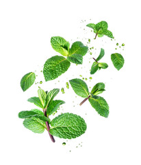 Fresh mint leaves with drops in the air isolated on a white background