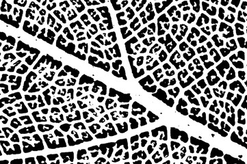 Veins and leaf cells in  black and white