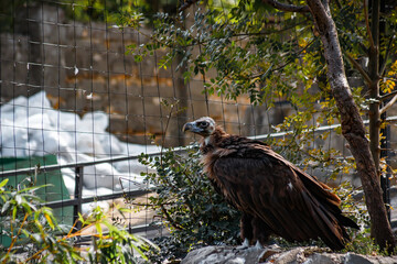 A big bird in the zoo. Photo of the vulture. animals in captivity.