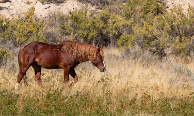 Wild Horse in Autumn in the Wyoming Desert