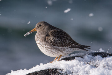 Purple sandpiper