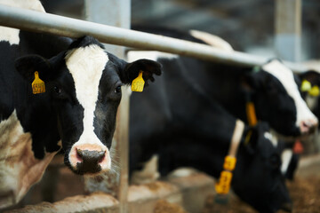Black-and-white purebred milk cow looking at camera while standing in cowshed against other...