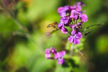 Biene fliegt vor einer Blüte