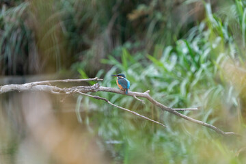 Wonderful kingfisher just before the sunset