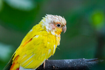 Lovebirds in the Chandigarh Bird Park