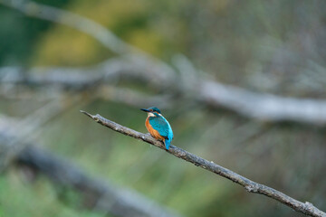 Wonderful kingfisher just before the sunset
