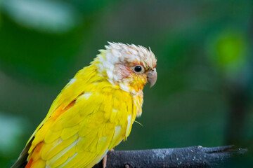 Lovebirds in the Chandigarh Bird Park