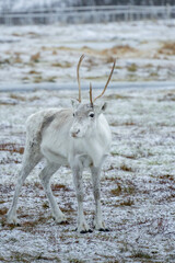 reindeer in the woods