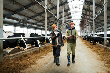 Two young workers of large modern cowfarm walking between cowsheds and discussing new breeds of dairy cows while looking at them