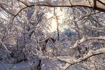 Forest on a sunny winter day, snow-covered branches of trees after a snowfall, shadows of trees on the snow. Trees and branches in the rays of the sun.