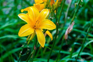 Flower of yellow daylily in a garden