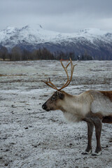 reindeer in the mountains