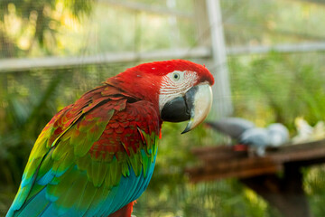 Red Macaw at the Chandigarh bird park