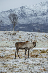 reindeer in the snow