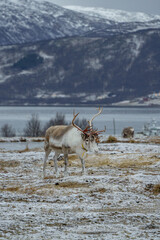 reindeer on the beach