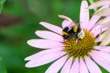 Purple coneflower and a bumble bee collecting nectar