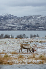 reindeer in the snowy mountains