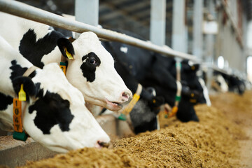 Selective focus on white purebred dairy cow standing in cowshed between other animals eating forage...