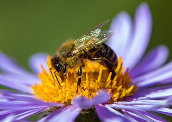 bee honeybee Apis Mellifera honey insect flower