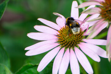 Purple coneflower and a bumble bee collecting nectar