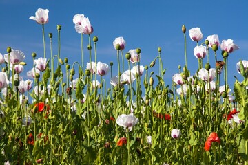 White opium poppy papaver somniferum weeded red poppies - obrazy, fototapety, plakaty