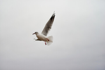 Seagulls in flight catch food in winter.