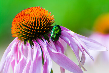 Purple coneflower and European rose chafe beetle