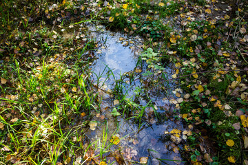 Water coming out of the ground at the source of the stream, marshy swampy place