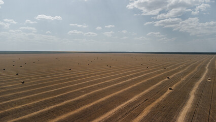 Naklejka premium hay rolls lie on a mown field