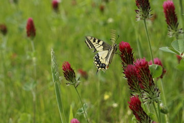 butterfly on a meadow