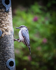 spotted woodpecker