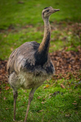 Rhea americana on green grass in autumn day