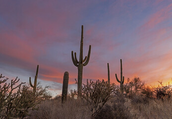 Cactus On A Hill at Sunset Time In Arizona