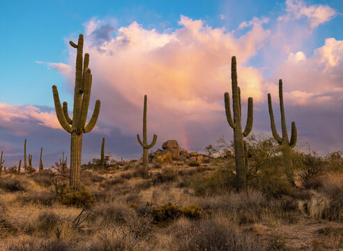 AZ Desert Sunset Landscape With Cactus On A Hill © Ray Redstone