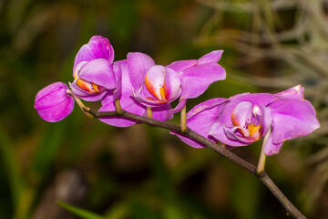 Fototapeta na wymiar Purple flowesr of a moth orchid in a garden
