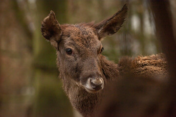 Dangerous female deers with big teeth in autumn dark day