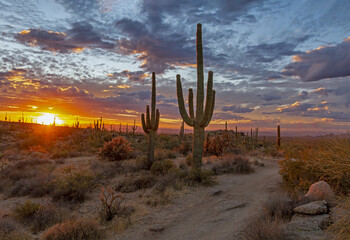 Colorful AZ Sunset Desert Landscape With Sagauro Cactus