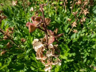 Macro shot of the star-shaped seed heads with seeds of the Burning bush, dittany, gas plant or fraxinella (Dictamnus albus) in garden