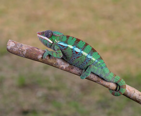 Juvenile panther chameleon on a tree branch