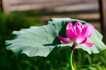 Flower of Indian or sacred lotus in summer