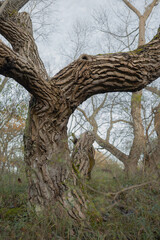 Tree with thick and unique bark