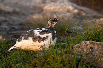 Rock ptarmigan standing still during a summery sunrise in Urho Kekkonen National Park, Northern Finland	
