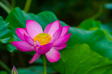 Obraz premium Flower of Indian or sacred lotus in summer
