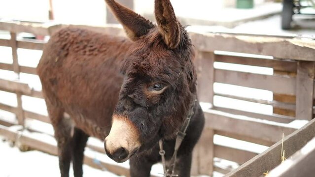 Donkey eating hay at winter