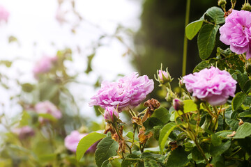 Pink rose flowers. Garden plants in full bloom. Summertime season flowering. 